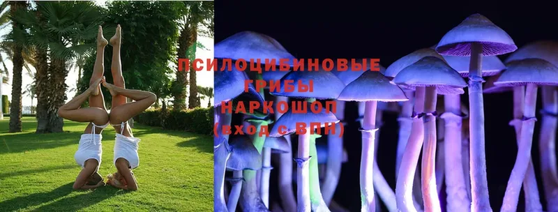 Галлюциногенные грибы Psilocybine cubensis  цена   Прохладный 